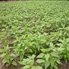 煎じる！菊芋茶（キクイモ茶）【農薬・化学肥料不使用】