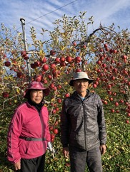 サンふじの枝変わりで早く食べれるりんごです 家庭用になります 家 農家漁師から産地直送の通販 ポケットマルシェ