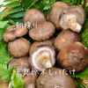 『1日限定１名様』秋の天然原木栽培しいたけ　大ぶり肉厚1kg　贈答用に