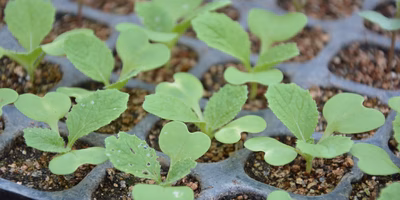 桒野由美さん（農家・福岡県福津市）に聞く！④：「かかりつけの農家を増やす。これが私の想い」