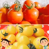 食べ応え抜群♪フレッシュな旨味たっぷりミニトマト２種セット(1kg)