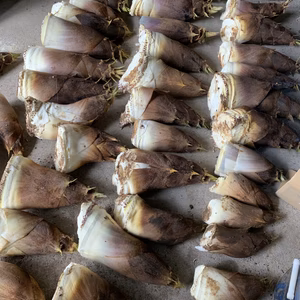 ポケマル便❗️SDGs フードロス対策❗️ 朝掘り竹の子　訳あり