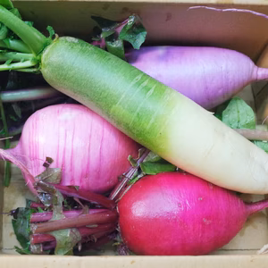 【自然栽培】彩りきれいなミニ大根　４色セット（内容量約1.5kg~）