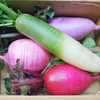 【自然栽培】彩りきれいなミニ大根　４色セット（内容量約1.5kg~）