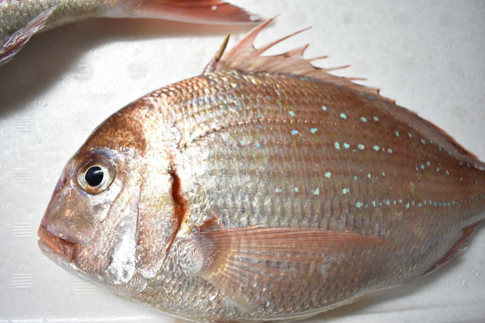 お魚が脱いだ 塩焼きから肝醤油まで 秋田の鮮魚三種を食べ比べ 農家漁師直送のポケットマルシェ