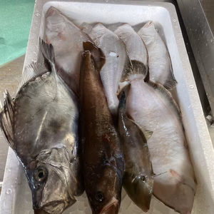 本日水揚げ❗️鮮魚ガチャ❗️ちょこっとセット