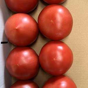 【不定期販売！】桃太郎トマト+ハーブセット