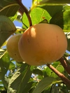 秋本番‼️太秋柿と早生富有柿  食べ比べ10個セット
