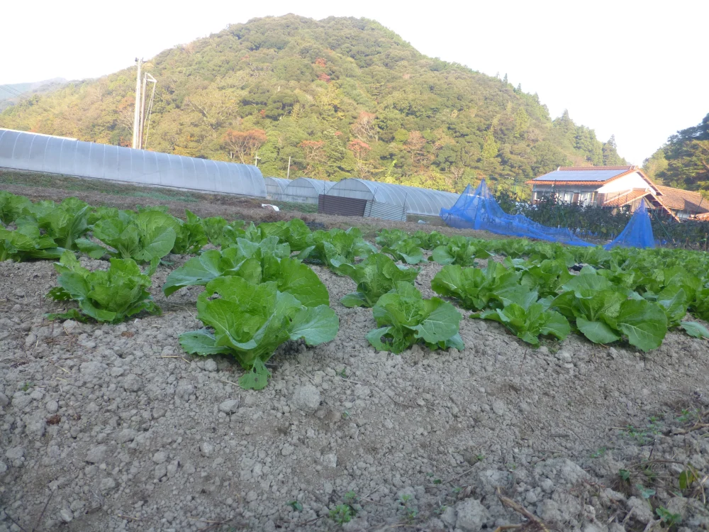 「標高300m 無農薬白菜」まるでアニメの世界観！山口県の秘境で作られた白菜