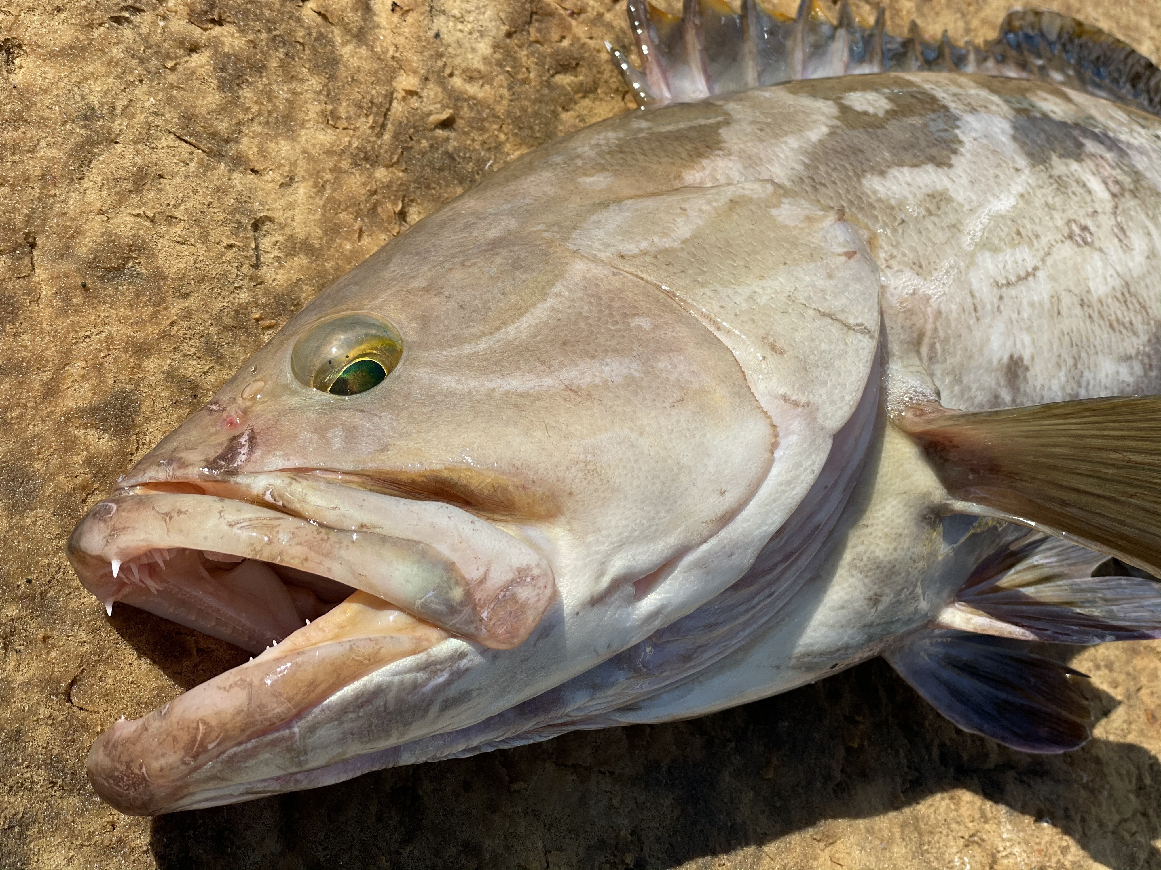 松島産 延縄漁で釣ったクエ 3 4kg 農家漁師から産地直送の通販 ポケットマルシェ