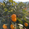 【濃厚で美味しい・５㎏】和歌山有田産！清見オレンジ