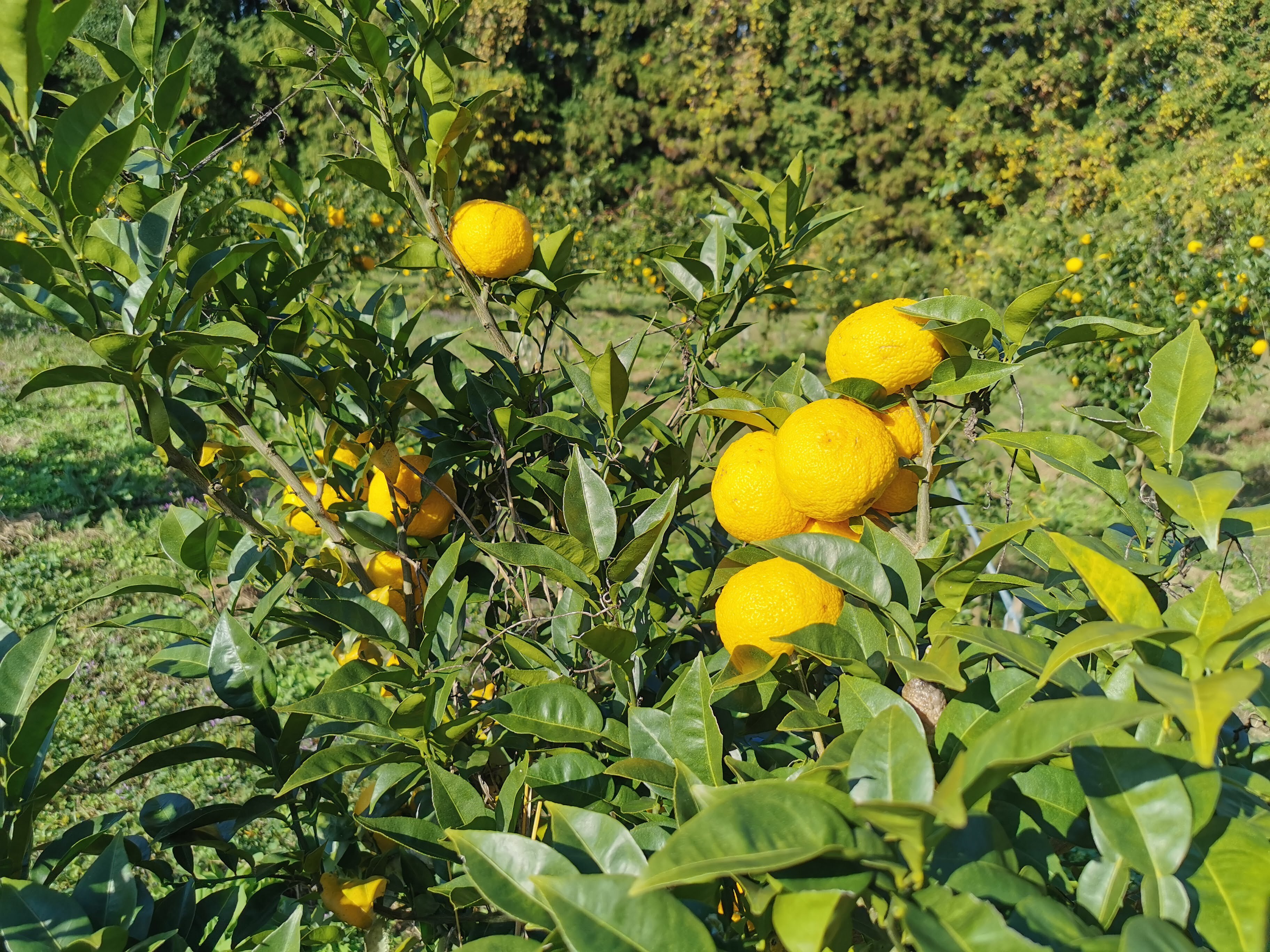 ふれあい農園の柚子果汁 栽培期間農薬不使用無添加 720ml｜ジュースの