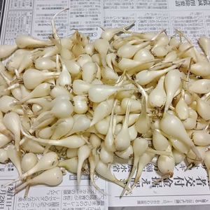 石垣島産 島らっきょう500g 実のみ(農薬･化学肥料不使用)
