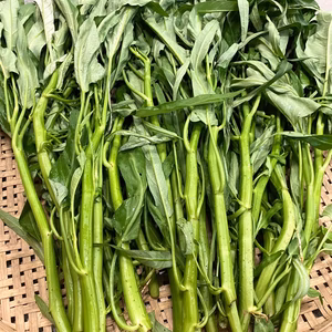 自然栽培　空芯菜