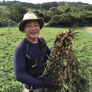 都農町産ゆで用ジャンボ生落花生　１ｋｇ〜
