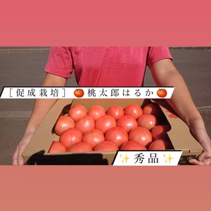 【7月初旬迄】*秀品* 大玉トマト「促成栽培」桃太郎 はるか 4㎏箱