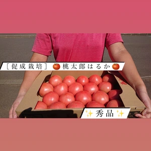 【7月初旬迄】*秀品* 大玉トマト「促成栽培」桃太郎 はるか 4㎏箱