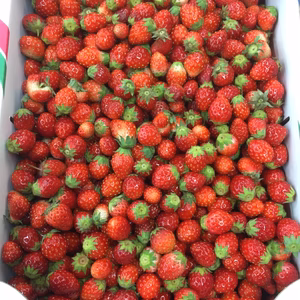  ジャム用苺超小粒2キロ入り2箱セットお買い得