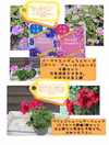 花農家オススメ！栄養系大鉢セット★★なが～く開花のパテント品種！