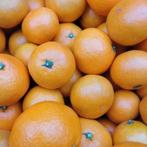 濃厚なコクのある味わい‼️広島県産　いしじみかん　5kg(箱込み)