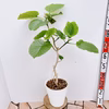 現品　ゴムの木　フィカス　ウンベラータ　インテリアグリーン　卓上　プレゼント