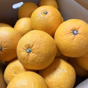 ふるさとの味「山中果樹園のスッキリ甘夏」