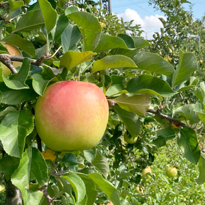 芳醇な甘み “ぐんま名月” 3kg(11~12玉) 贈答用 長野県 りんご 