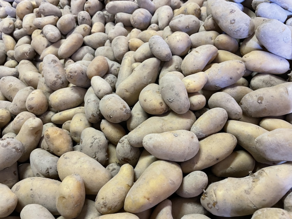 じゃがいも メークイン6kg 農家漁師から産地直送の通販 ポケットマルシェ