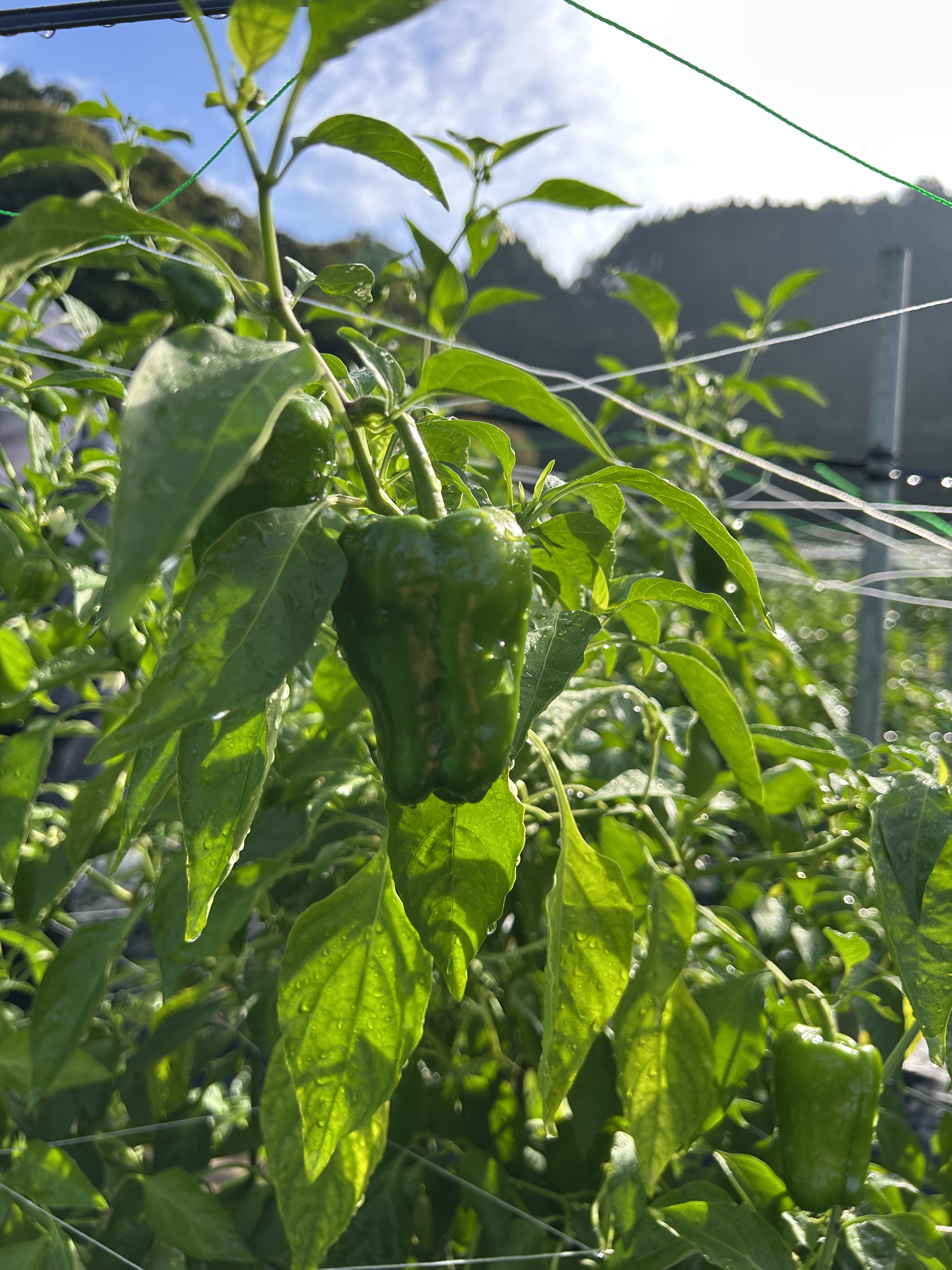 ピーマン(๑>◡<๑) 流通に乗らない“幻”の「虹色ピーマン」 4月16日より全国の宮崎県日南市