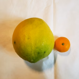 世界初かも　味くらべジャンボレモン1個とユーレカレモンとマイヤーレモン　合計２㌔