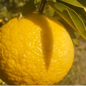 もうすぐおしまい！今がいちばん甘い！黄金柑3kg　説明欄変更しました