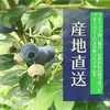 ブルベリージャム（3個入り）：東京農工大学名誉教授「横山正ブランド」