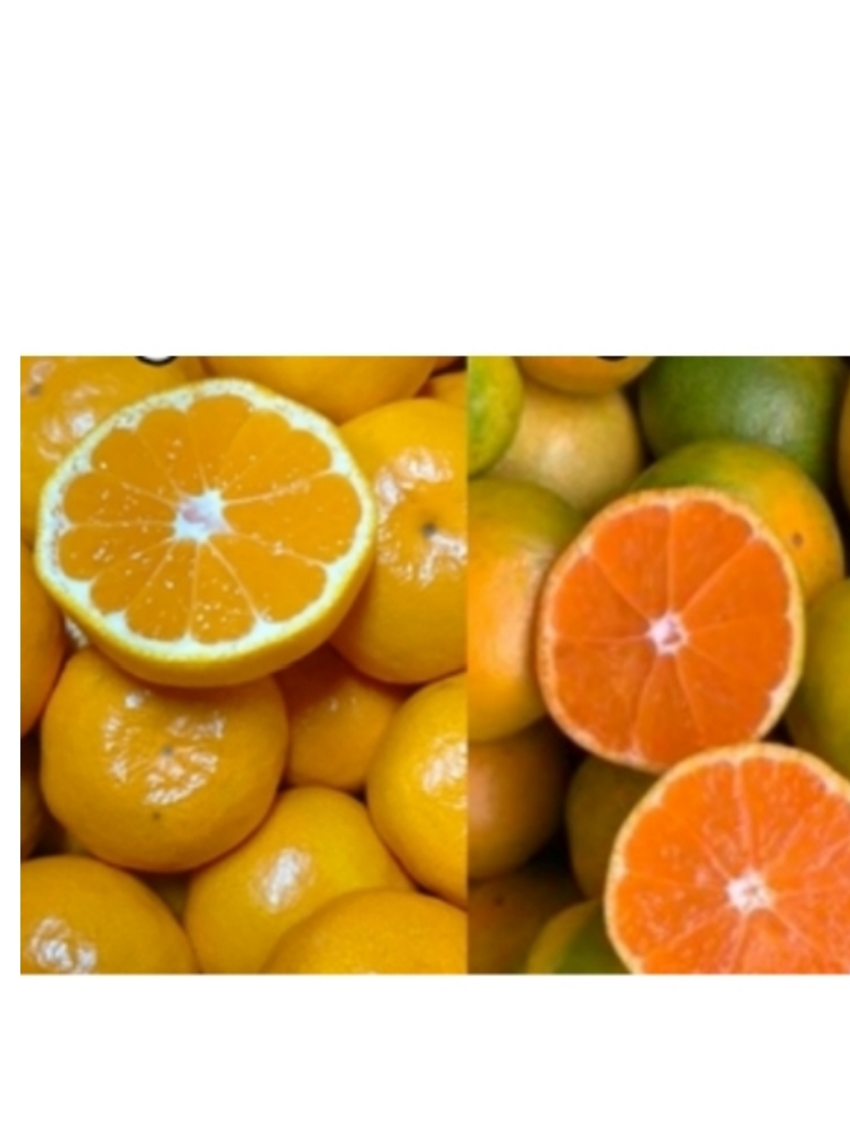 YN26の産直通販・お取り寄せ商品｜ポケットマルシェ｜産地直送で旬の