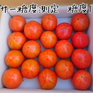 光センサー測定糖度10以上 濃厚フルーツトマト