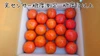 光センサー測定糖度10以上 濃厚フルーツトマト