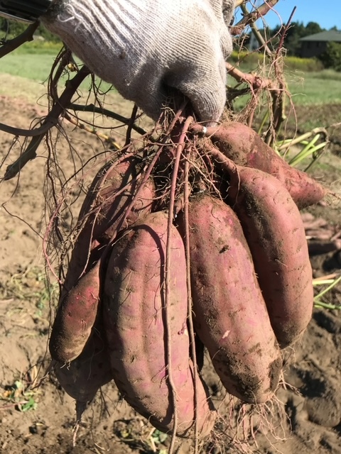 さつまいも【苗】べにはるか 100本 茨城県産｜苗・栽培キットの