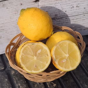 果汁たっぷり♪ノーワックス(´ｰ｀)まーくん家のレモン♪