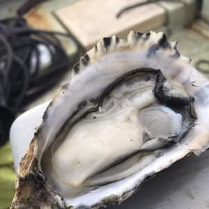 三重県産 生食用 殻付き 浦村かき 5０個セット（5～9人前、M、Lサイズ)