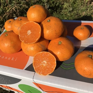 【訳あり】ゆら早生みかん 長崎県雲仙市産 