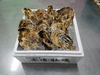 牡蠣バカが作る米崎牡蠣(生食用)食べ頃サイズ10個(小サイズ)