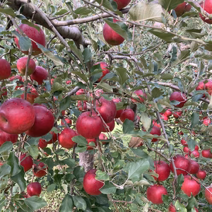 紅玉　10Kg 【クッキングアップルの代表】【36〜40個入り】【家庭用】