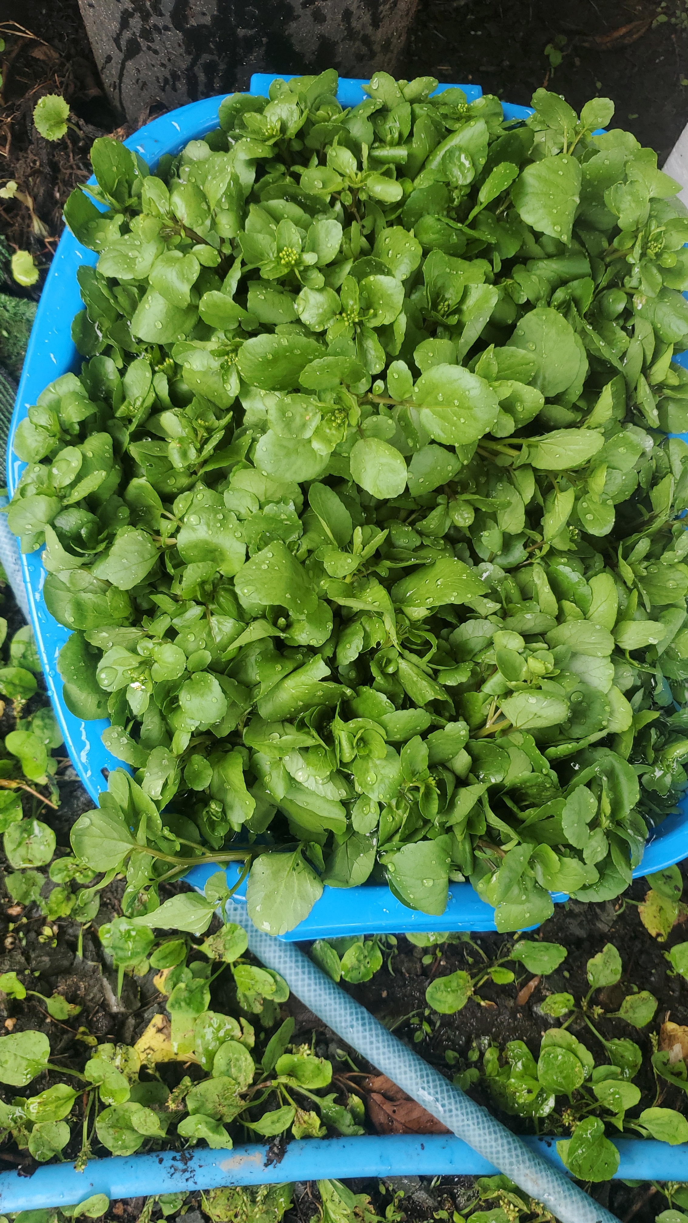 天然のクレソン 10kg 楽天市場】クレソン（野菜・きのこ｜食品）の通販