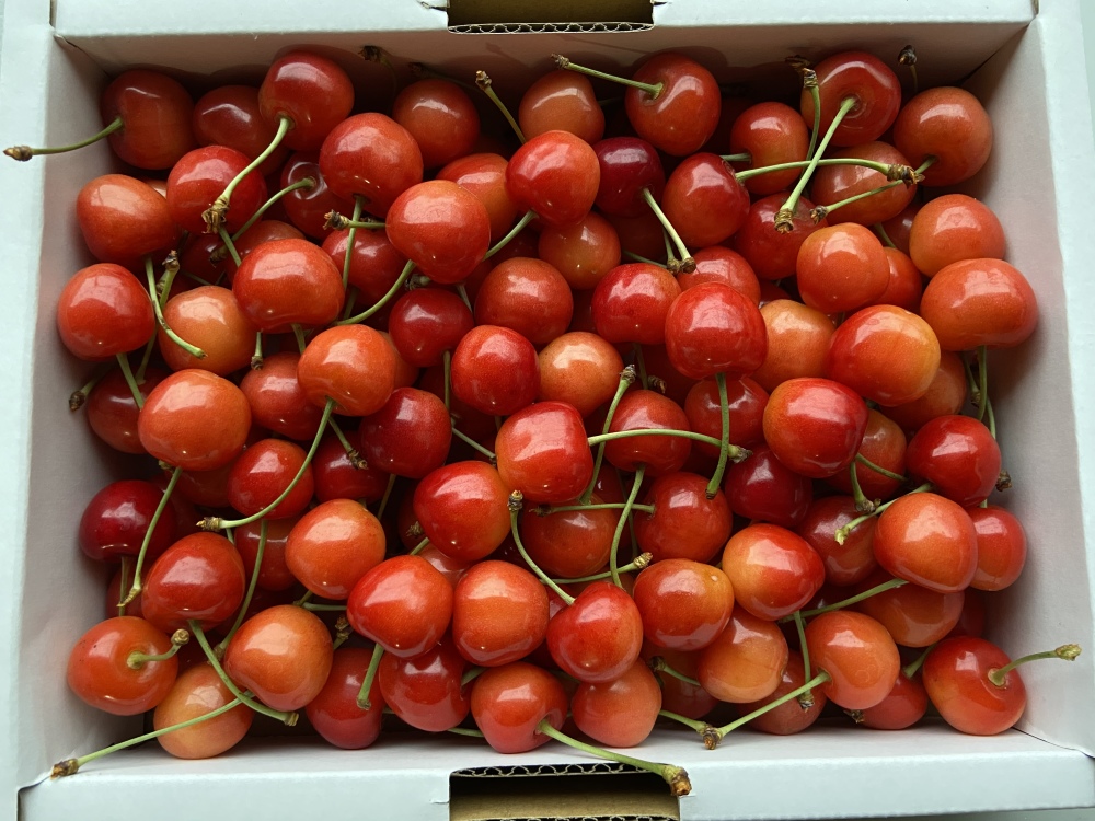 すぐ発送!本州限定[クール便]家庭用 紅秀峰 1kg 家庭用 紅秀峰 1kg