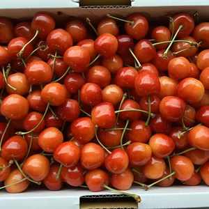 すぐ発送！本州限定【クール便】家庭用 紅秀峰 1kg