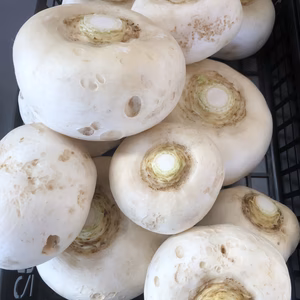 《訳あり》早生大かぶ　