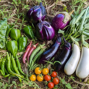 能登の採れたて野菜セットSサイズ【5〜7種類】