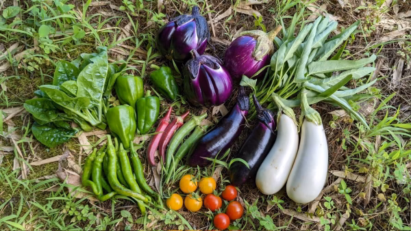 能登の採れたて野菜セットSサイズ【5〜7種類】