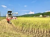 【新米】R2年度　新潟県長岡市産コシヒカリ（玄米）特別栽培米