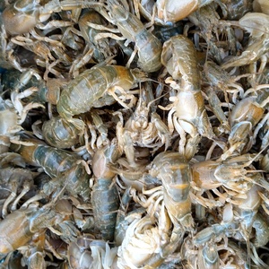 超美味しい 魚 コノシロ 農家漁師から産地直送の通販 ポケットマルシェ