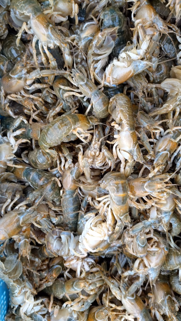 レアな魚介類！頭から丸ごと食べられる！シャク(アナジャコ)冷凍！